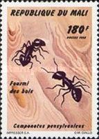 Black Carpenter Ant (Camponotus pennsylvanicus)