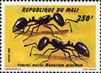 Little Black Ant (Monomorium minimum)