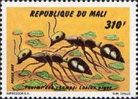 Black Garden Ant (Lasius niger)