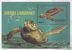 Green Sea Turtle (Chelonia mydas)
