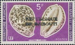 Tiger Cowrie (Cypraea tigris) 