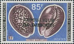 Humpback Cowry (Cypraea mauritana)