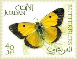 Butterfly - Clouded Yellow (Colias croceus)