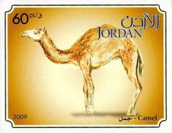 Dromedary (Camelus dromedarius)