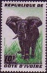 African Elephant (Loxodonta africana)