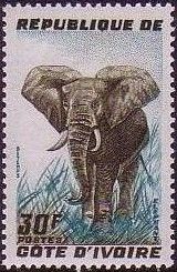 African Elephant (Loxodonta africana)