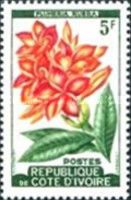 Plumeria rubra