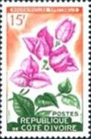 Bougainvillea spectabilis