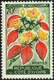 Mussanedra erythrophylla