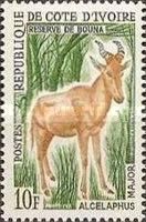 Hartebeest (Alcelaphus buselaphus)