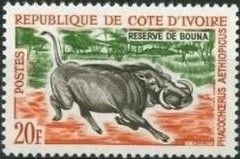 Desert Warthog (Phacochoerus aethiopicus)