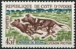 African Hunting Dog (Lycaon pictus)
