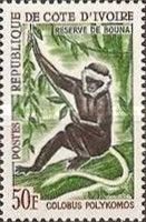 King Colobus (Colobus polykomos)