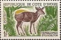 Yellow-backed Duiker (Cephalophus silvicultor)