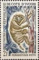 West African Potto (Perodicticus potto)