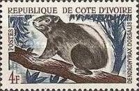 Western Tree Hyrax (Dendrohyrax dorsalis)