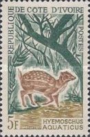 Water Chevrotain (Hyemoschus aquaticus)