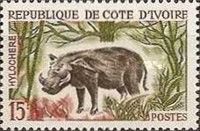 Giant Forest Hog (Hylochoerus meinertzhageni)