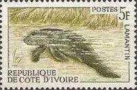 African Manatee (Trichechus senegalensis)