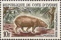 Pygmy Hippopotamus (Choeropsis liberiensis) 