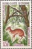 Royal Antelope (Neotragus pygmaeus)