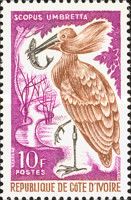 Hamerkop (Scopus umbretta)