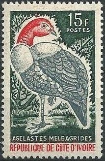 White-breasted Guineafowl (Agelastes meleagrides)
