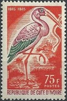 Afrikanischer Nimmersatt (Ibis ibis)