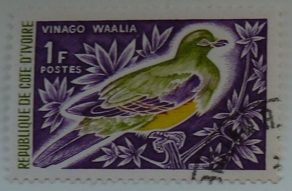 Bruce's Green-Pigeon (Vinago waalia)