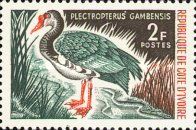 Spur-winged Goose (Plectropterus gambensis)
