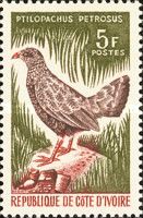 Stone Partridge (Ptilopachus petrosus)