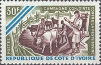 Inoculating Cattle