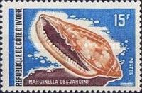 Sea Snail (Marginella desjardini)