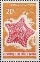 Starfish (Goniaster cuspidatus)