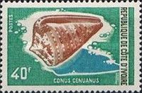 Garter Cone (Conus genuanus)