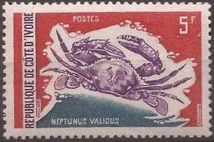 Senegalese Smooth Swimcrab (Neptunus validus)