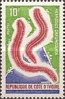 Bearded Fireworm (Hermodice carunculata)