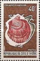 Scallop (Chlamys flabellum)