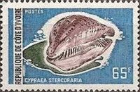 Rat Cowry (Cypraea stercoraria)