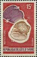 Hebrew Moon Snail (Natica fanel)