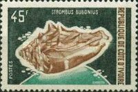 Sea Snail (Strombus bubonius)