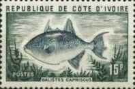 Grey Triggerfish (Balistes capriscus)