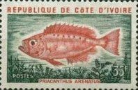 Atlantic Bigeye (Priacanthus arenatus)