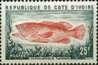 Bluespotted Seabass (Cephalopholis taeniops)