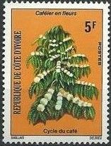 Flowering Coffee Branch