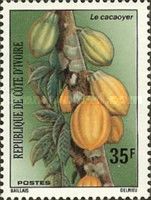 Cacao Pods on Tree
