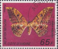 Cameroun Moth (Imbrasia arata)