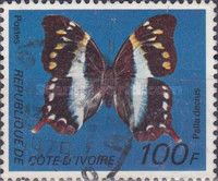 White-banded Palla (Palla decius)