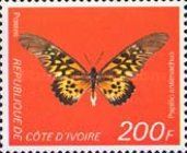 Giant African Swallowtail (Papilio antimachus)