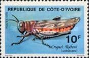 Criquet Rubané (Oedipoda caerulescens)